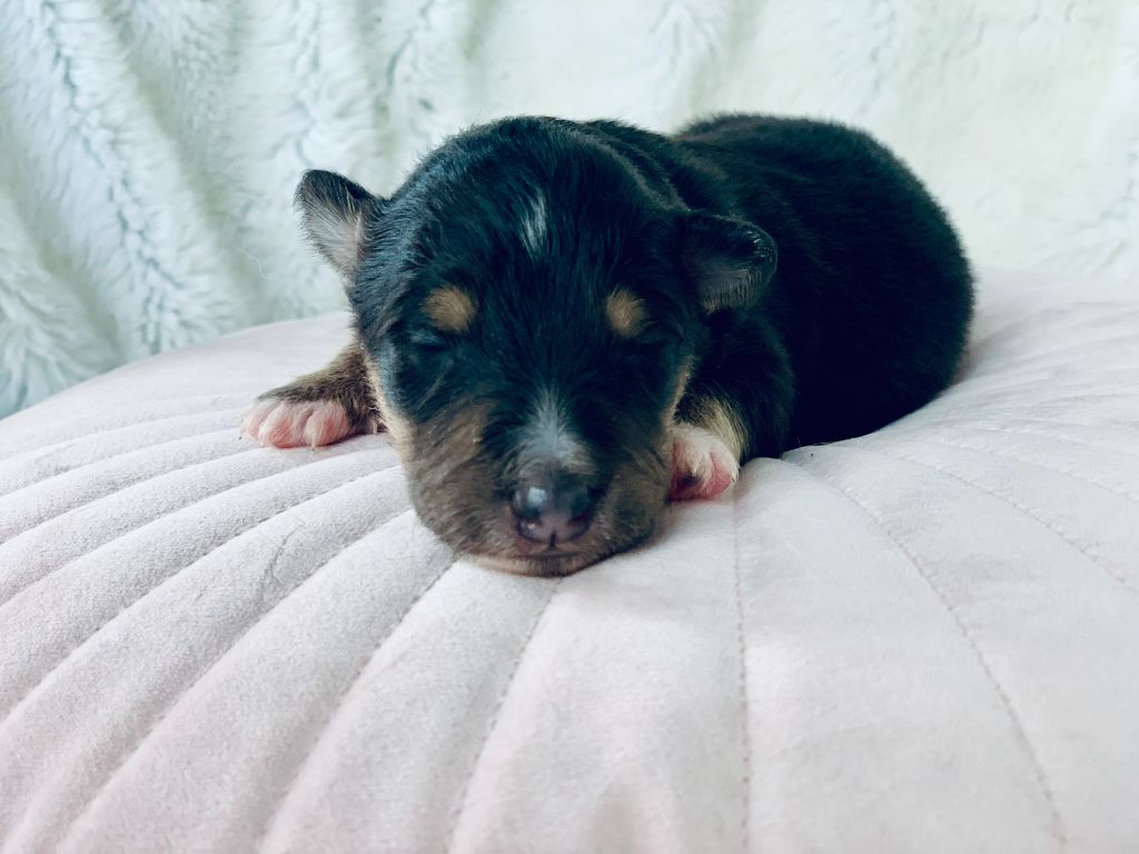 Des Neuf Mondes D’Asgard - Shetland Sheepdog - Portée née le 17/10/2021